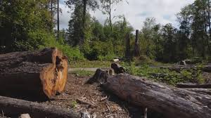 Best Tree Planting  in Glasgow, VA