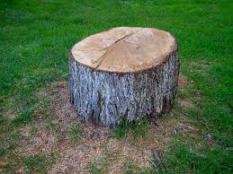 Best Tree Cabling and Bracing  in Glasgow, VA
