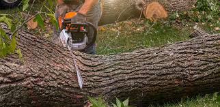 Best Fruit Tree Pruning  in Glasgow, VA