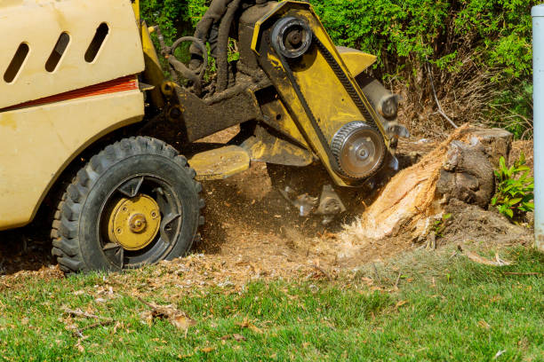 Best Tree Trimming and Pruning  in Glasgow, VA
