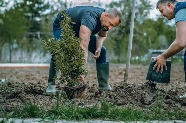 Trusted Glasgow, VA Tree Services Experts
