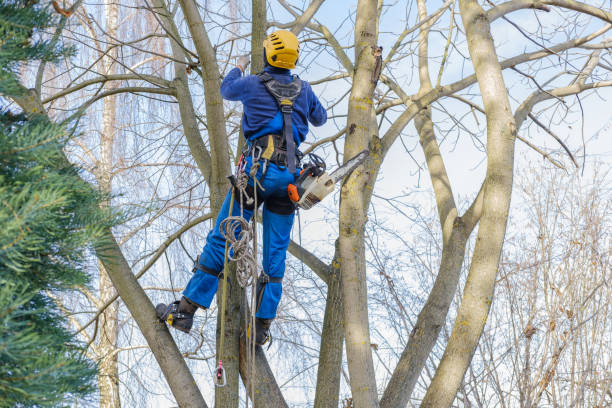 Best Root Management and Removal  in Glasgow, VA