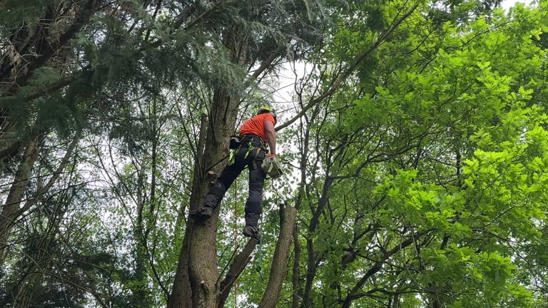 Best Lot and Land Clearing  in Glasgow, VA