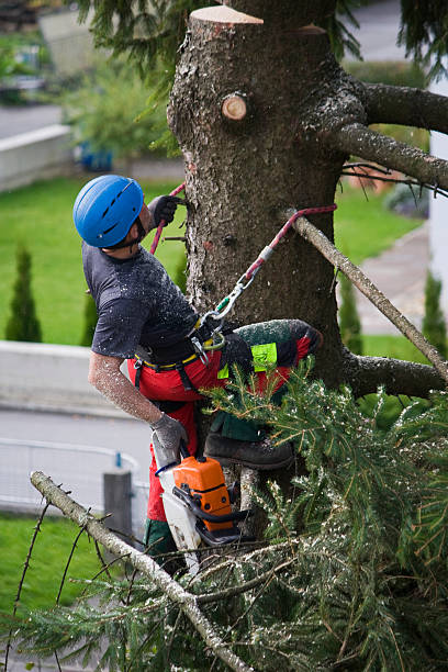 Best Lawn Mowing  in Glasgow, VA