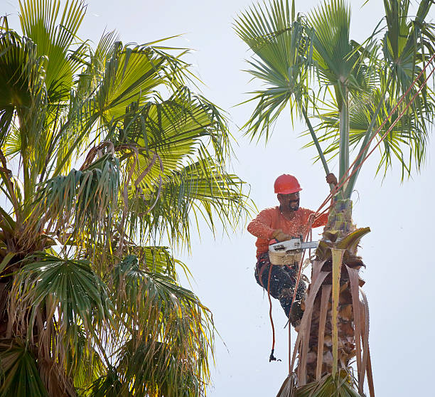 Best Tree Maintenance Programs  in Glasgow, VA