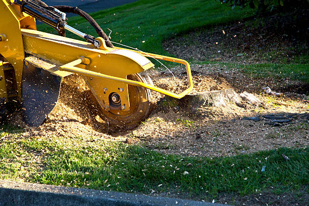 Best Lawn Drainage Solutions  in Glasgow, VA