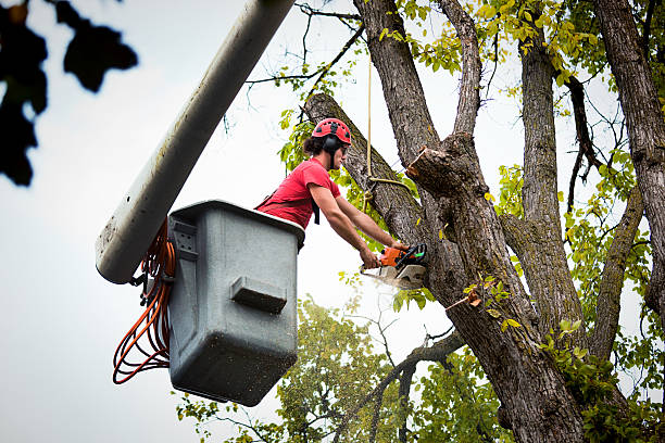 How Our Tree Care Process Works  in  Glasgow, VA