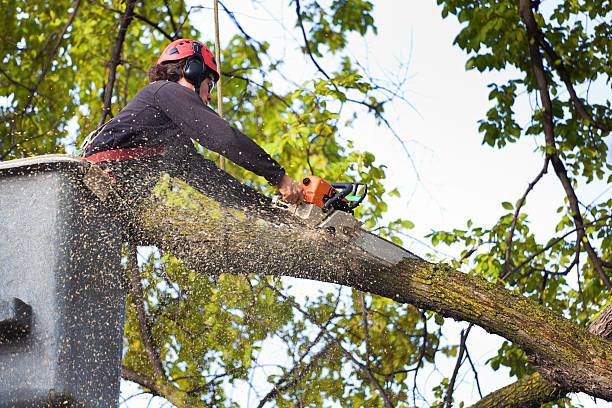 Best Tree Removal  in Glasgow, VA