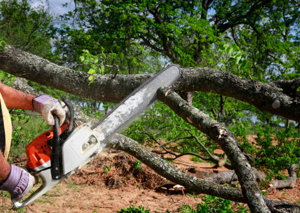 Best Weed Control  in Glasgow, VA