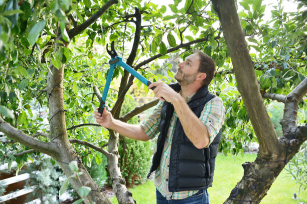Best Tree and Shrub Care  in Glasgow, VA